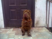 продаем собаку Шар-Пея с родословной .Участвовола в выстовках.шоколад.