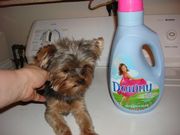 здоровый Йоркширский терьер