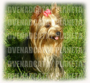 Щенки йоркширского терьера для вас