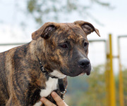 Амстаффа элитного щенка