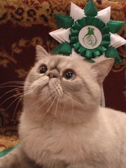 вязка экзотического кота