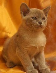 Бурма европейская (котята)