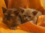 Европейская бурма (котята)