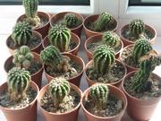 Продам кактусы