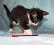 в хорошие руки котёнок!