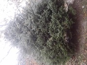 Продам зеленую ель!!!