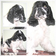 Американский кокер спаниель ,  цветнички
