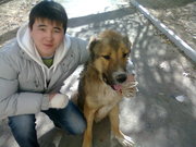 бойцовская собака породы азиатский алабай