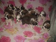 Щенки сенбернара с родословной