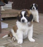 Московская сторожевая,  щенки