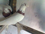 Продажа голубей