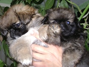 Щенки пекинеса Усть-Каменогорск