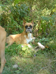 Семья примет в дар Боксёрчика .мальчика.