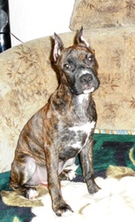 Продается клубный щенок