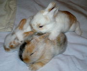 продам декоративных крольчат,  ласковые,  ручные  87051909311