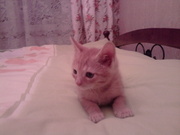 Рыжий котенок (простой,  не породистый)