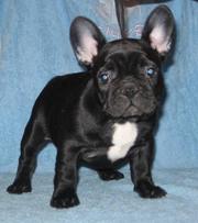 щенок  франзуского  бультерьера