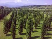 ЕЛИ ГОЛУБЫЕ И ТУЙ ИЗ НАЛЬЧИКА доставка 50/5 с покупателем!