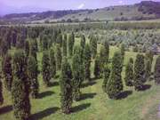 ГОЛУБЫЕ ЕЛИ И ТУЙ ИЗ НАЛЬЧИКА  доставка 50/50 оплата