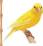 продам канареек строчно, или меняю на гусей , расмотрю другие варианты