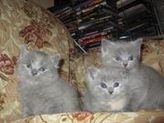 Продам Котят- шотландцы