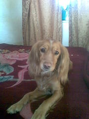 возьму собаку породы такса или спаниель