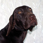 немецкая легавая курцхаар