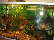 Продам самца и двух самок бирюзовой акары.