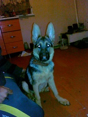 овчарка немец