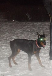 Щенок Добермана (Сука)