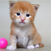 Котята породы  Мейн-кун.