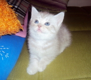 Очаровательные шотландские котята. Клуб Жаным. 