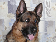 Щенков с уникальным сочетанием шоу и рабочих кровей