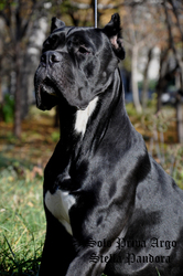 кане корсо черного, черно-тигрового и тигрового окрасов