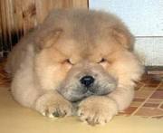 щенок Чау-Чау (кабель) 1, 5 мес. с родосл.