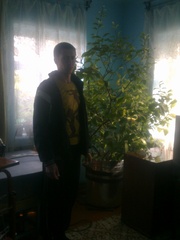 дерево лимон колированное