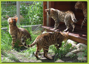 Захватывающие Экзотические котят (от F1 до F4 Саванна котят,  каракал, 