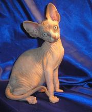 Котёнок канадского сфинкса, голубоглазая черепаха с белым, недорого, 3 мес.