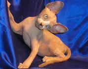 Котёнок канадского сфинкса, минковая черепаха с белым, 3 мес.