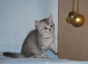 Британская короткошерстная кошечка, шоколадный сильвер табби, 2 мес.