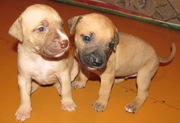 Щенки питбультерьера