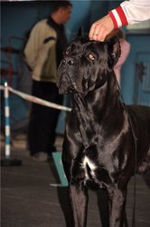 Ведется запись на щенков кане-корсо в Астане