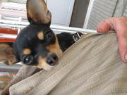 Пропала супер мини тойка