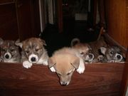 Щенки западносибирской лайки от рабочих родителей