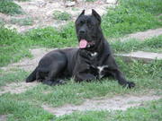 Щенки итальянского кане корсо от импортированных производителей!