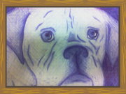 Продам собаку породы Американский Бульдог