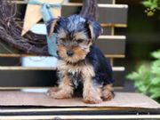 Миниатюрные щенки