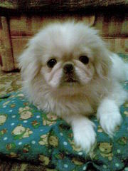 сведу собаку девочку