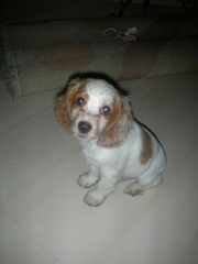 щенки русского охотничьего спаниеля