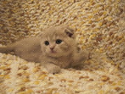 шотландские вислоухие, страйт